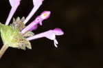 Henbit